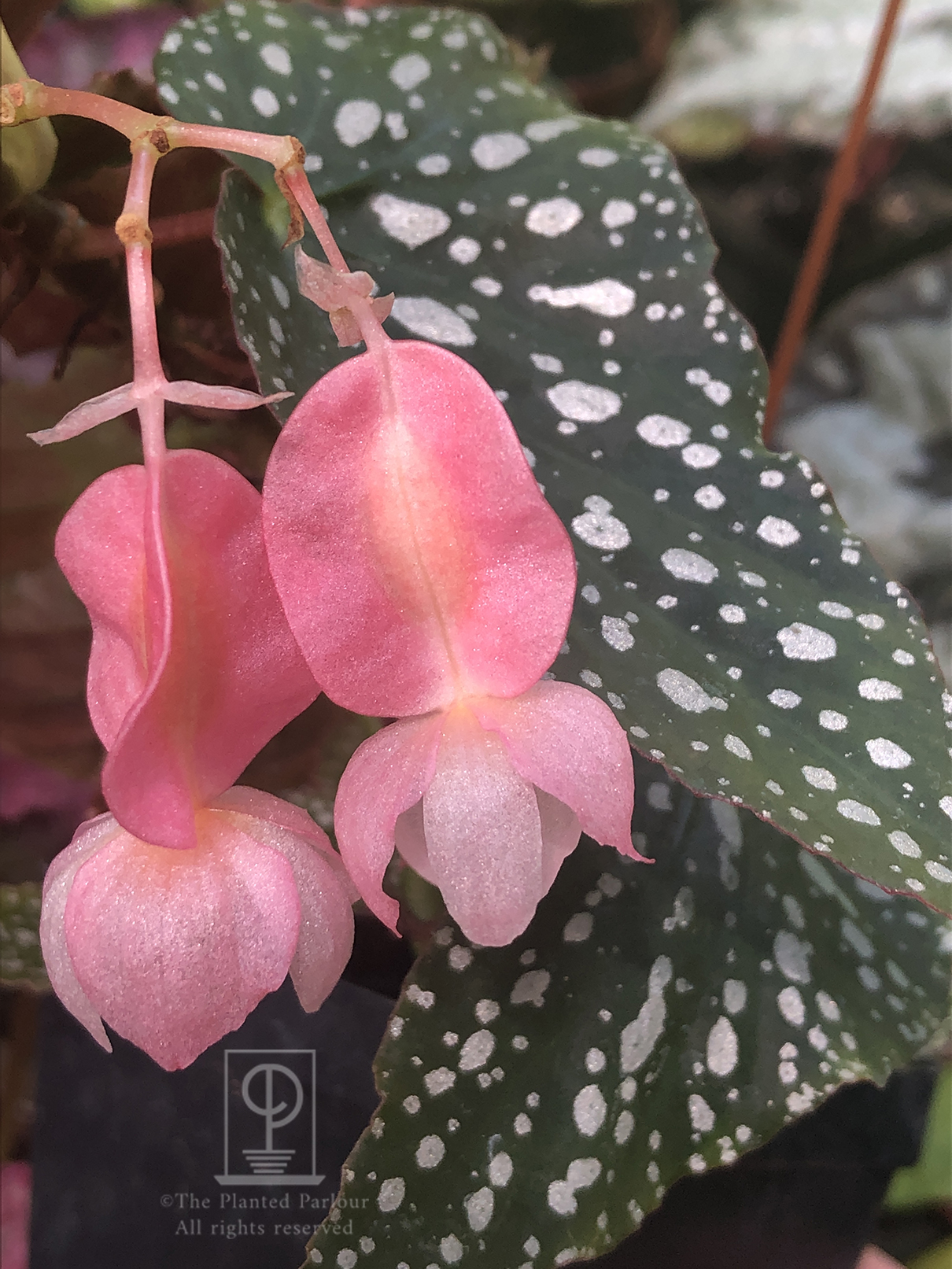 Billbergia