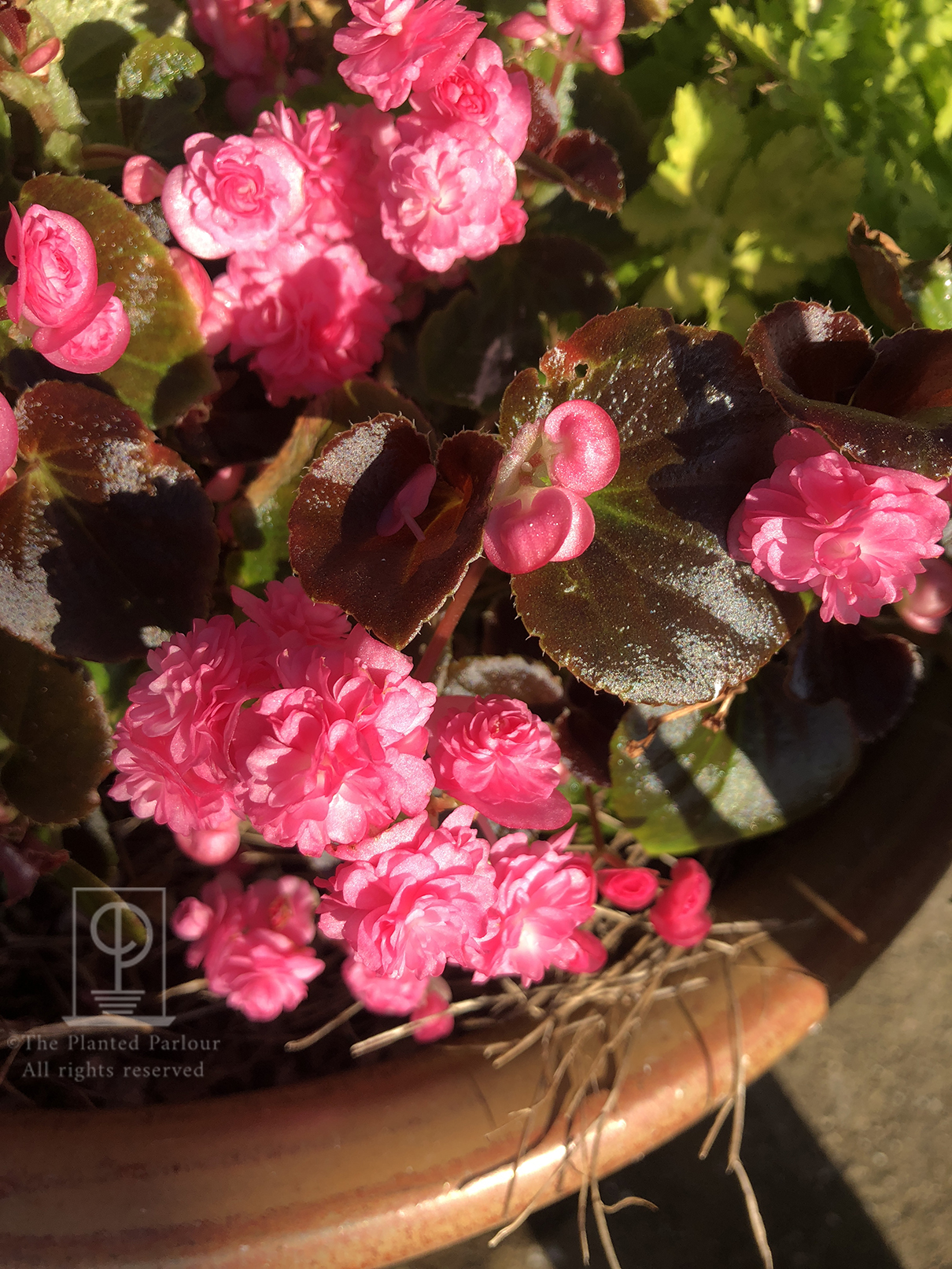 Wax Begonia