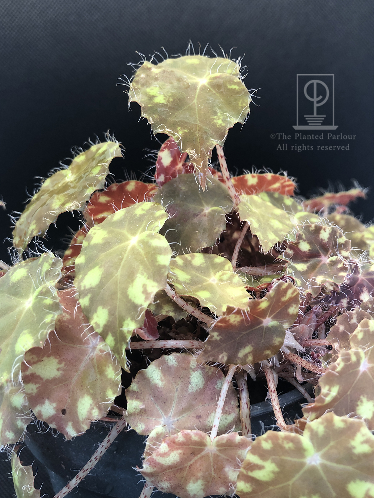 Cryptanthus