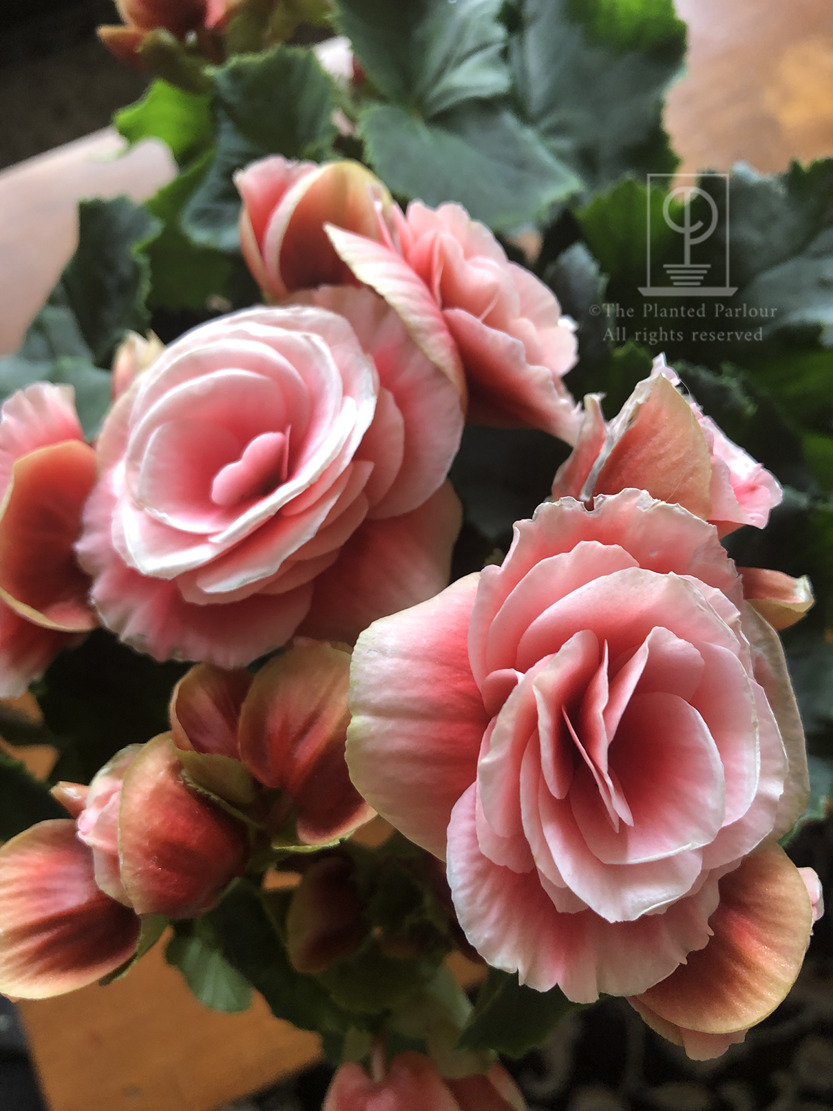 Tuberous Begonia