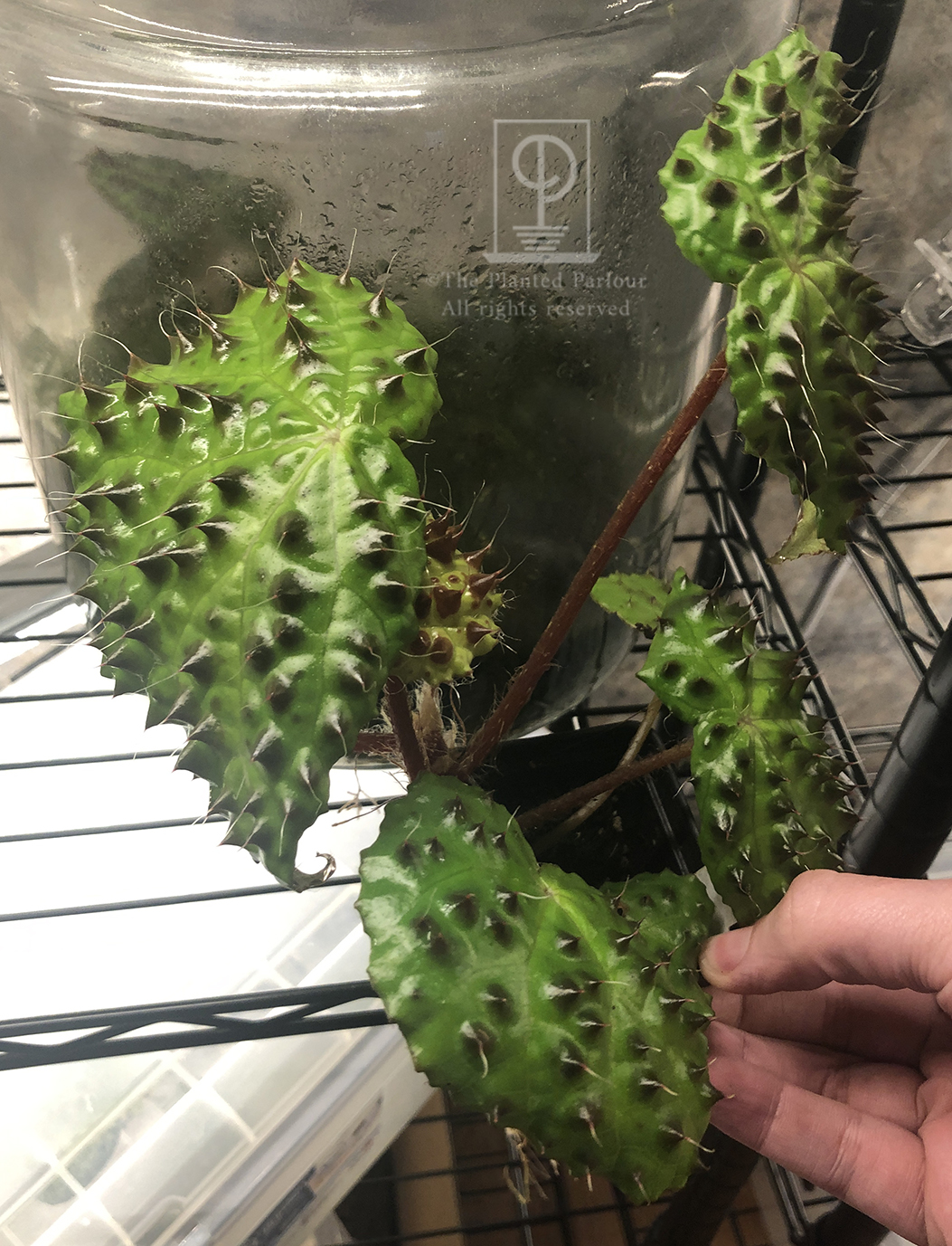 Begonia melanobulata