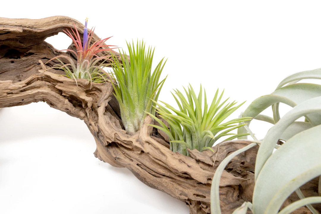 Air Plant Mobile