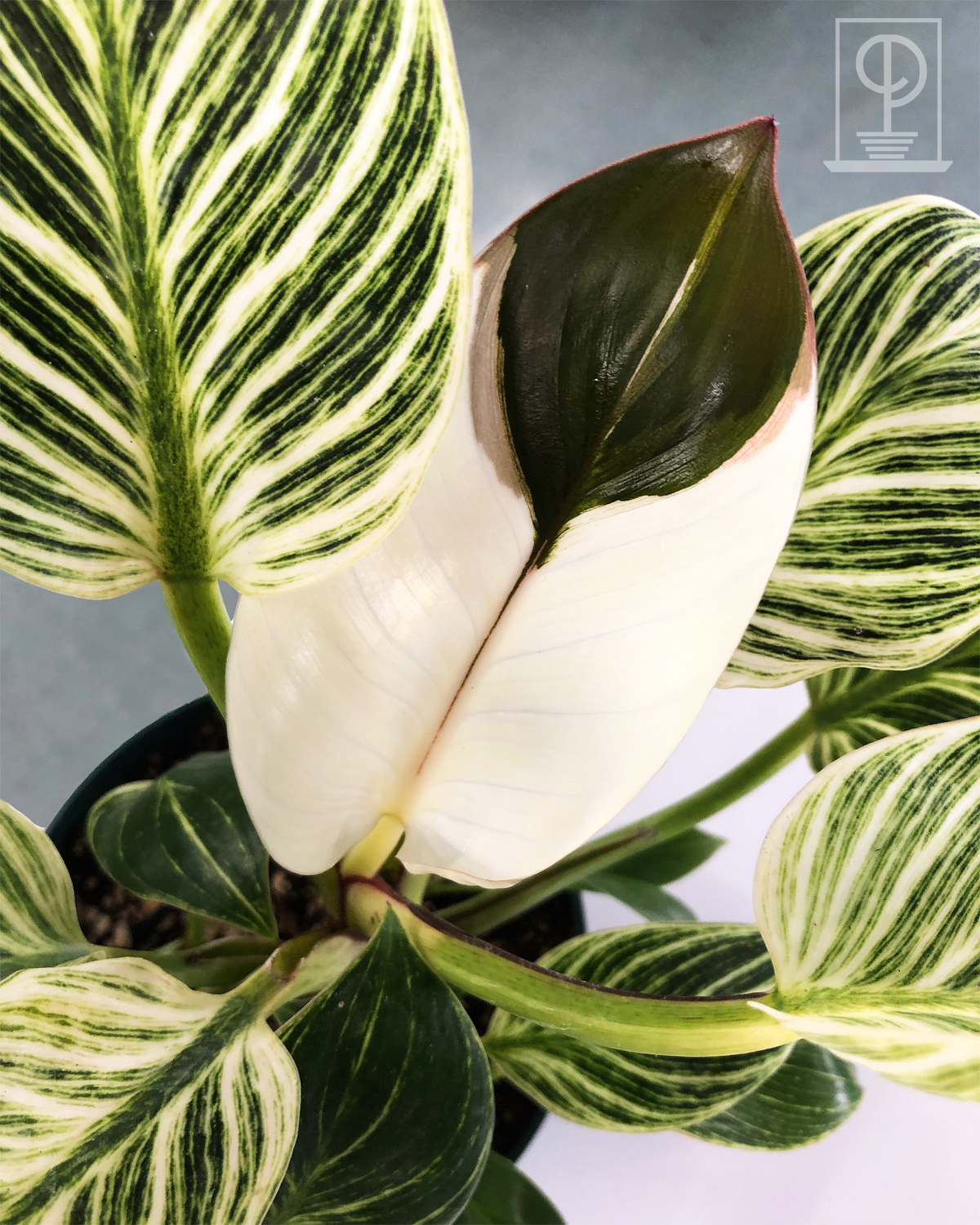 Philodendron Birkin