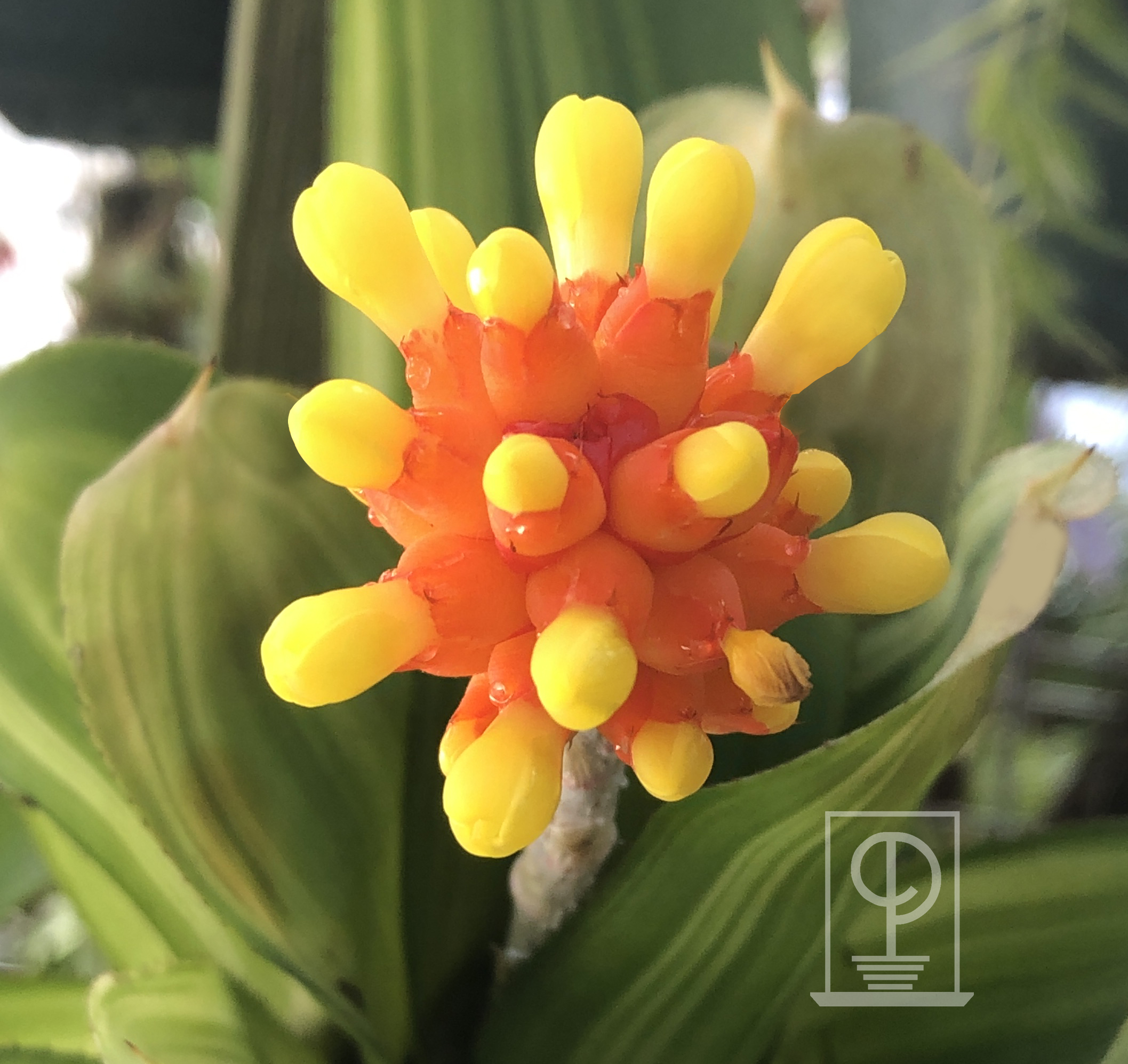 Aechmea