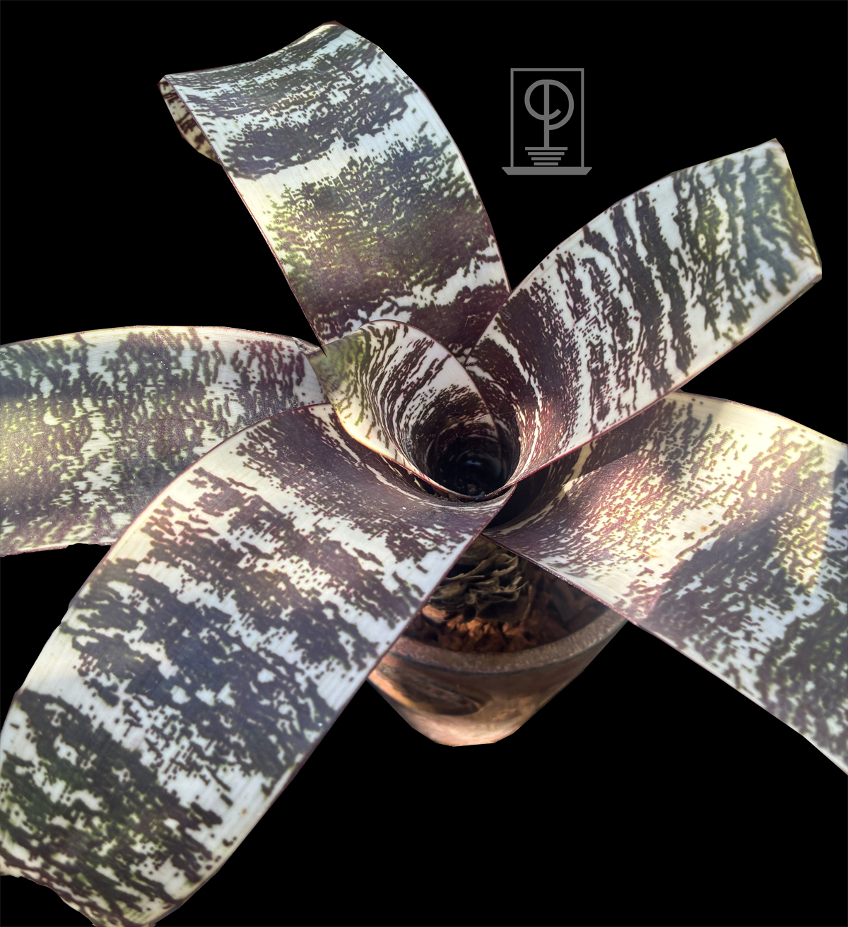 Vriesea