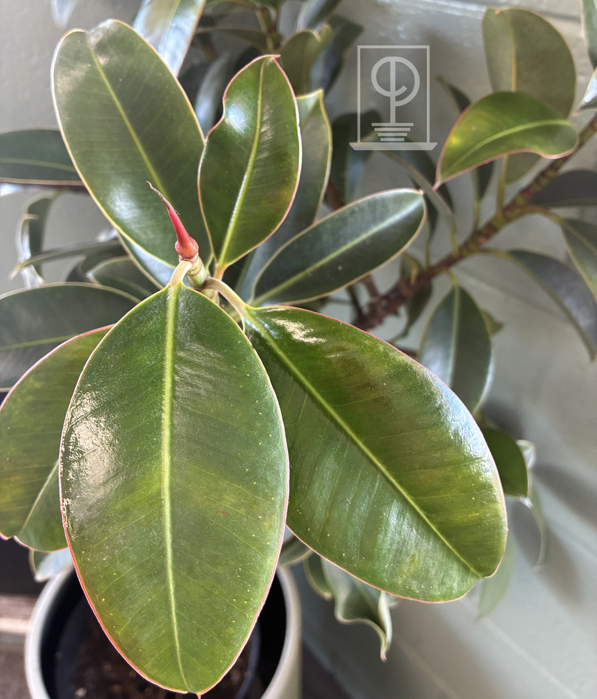 Ficus elastica