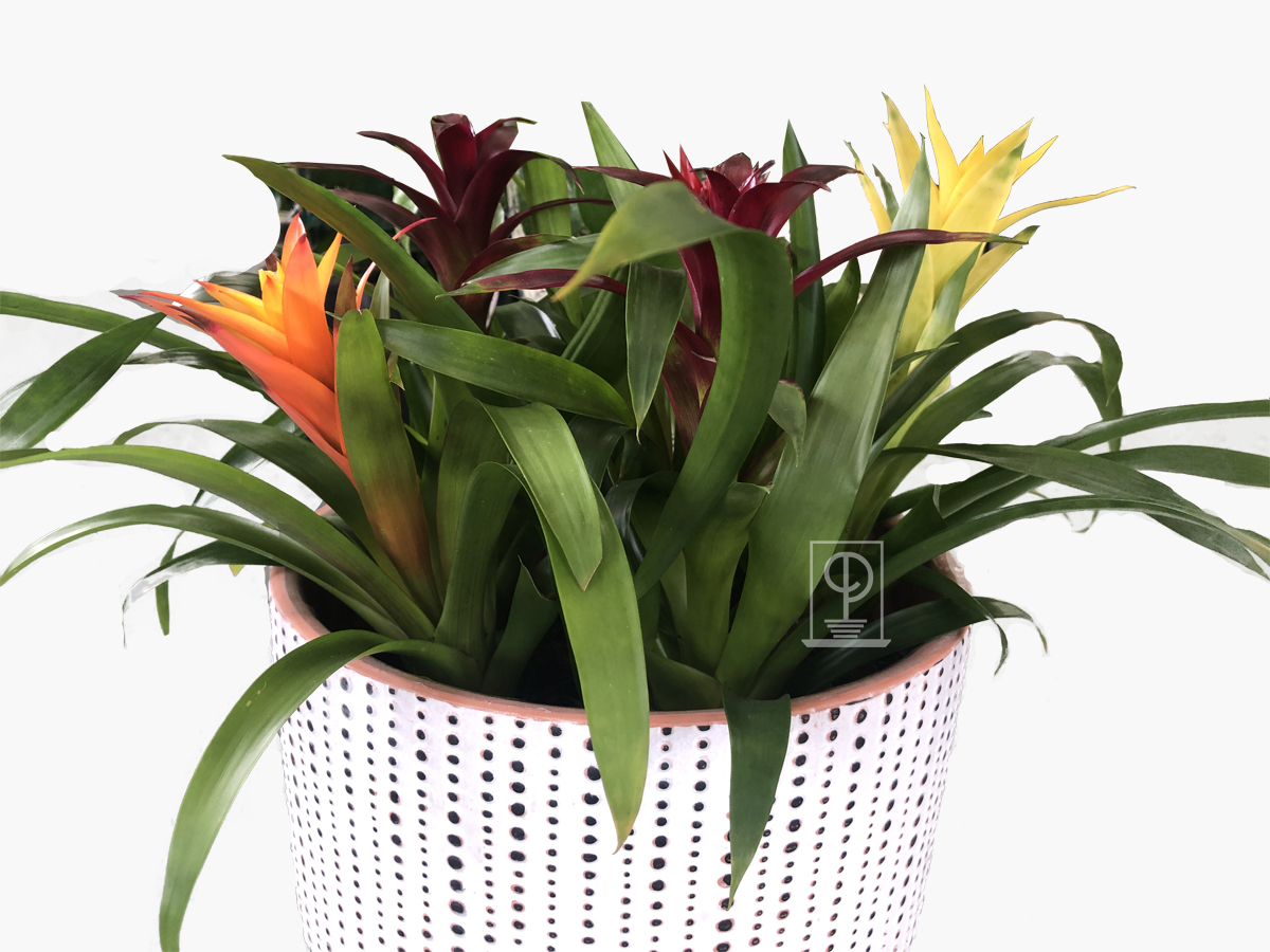 Guzmania