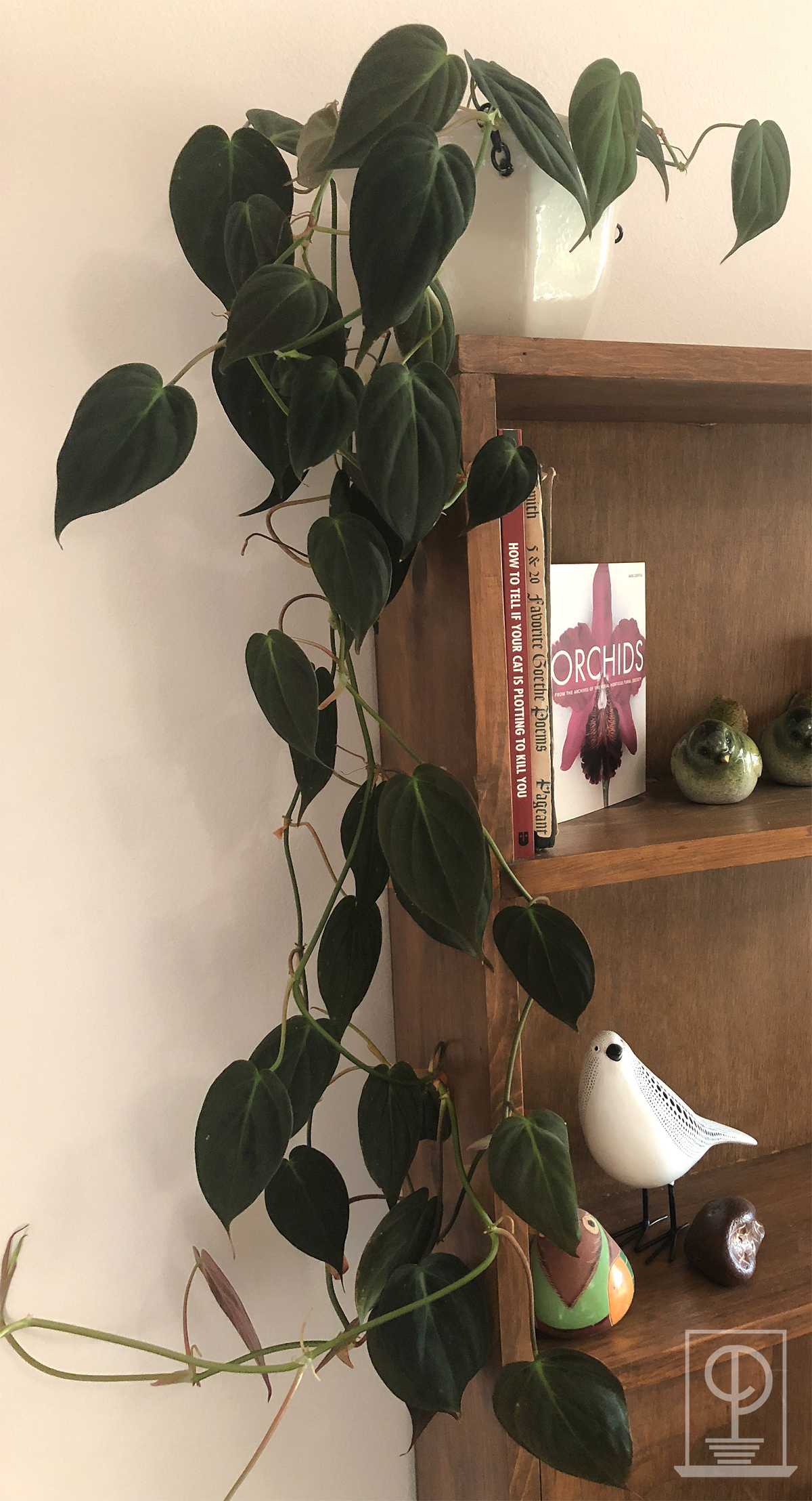 Philodendron Micans