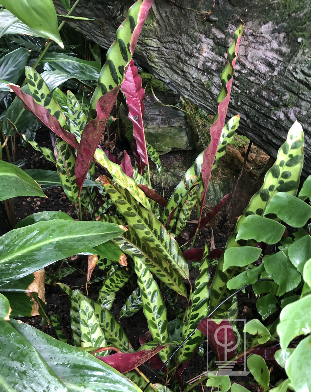 Calathea lancifolia at Kew Gardens, London, England