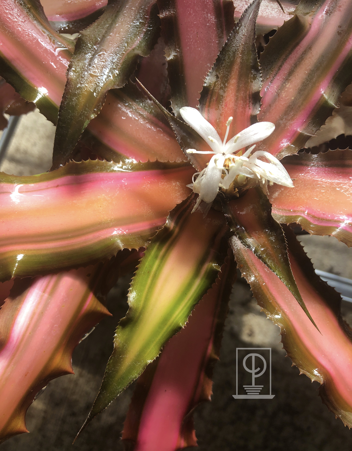 Cryptanthus