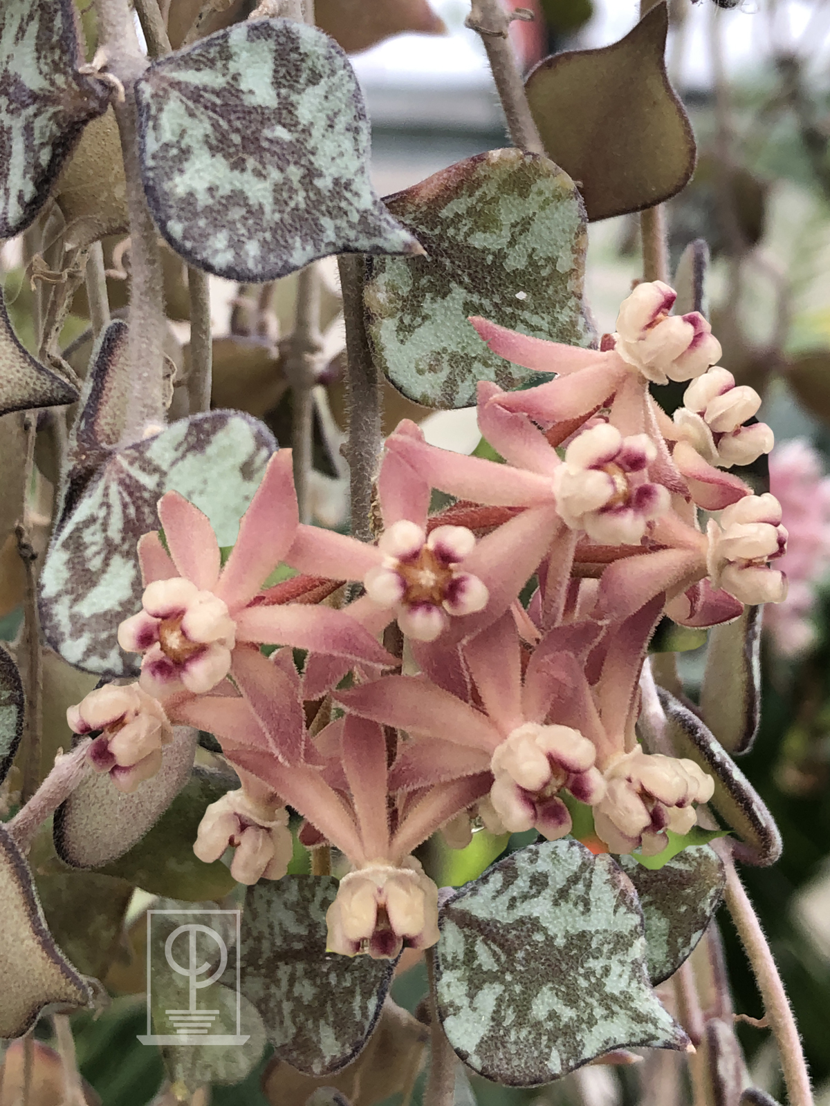 Hoya curtisii