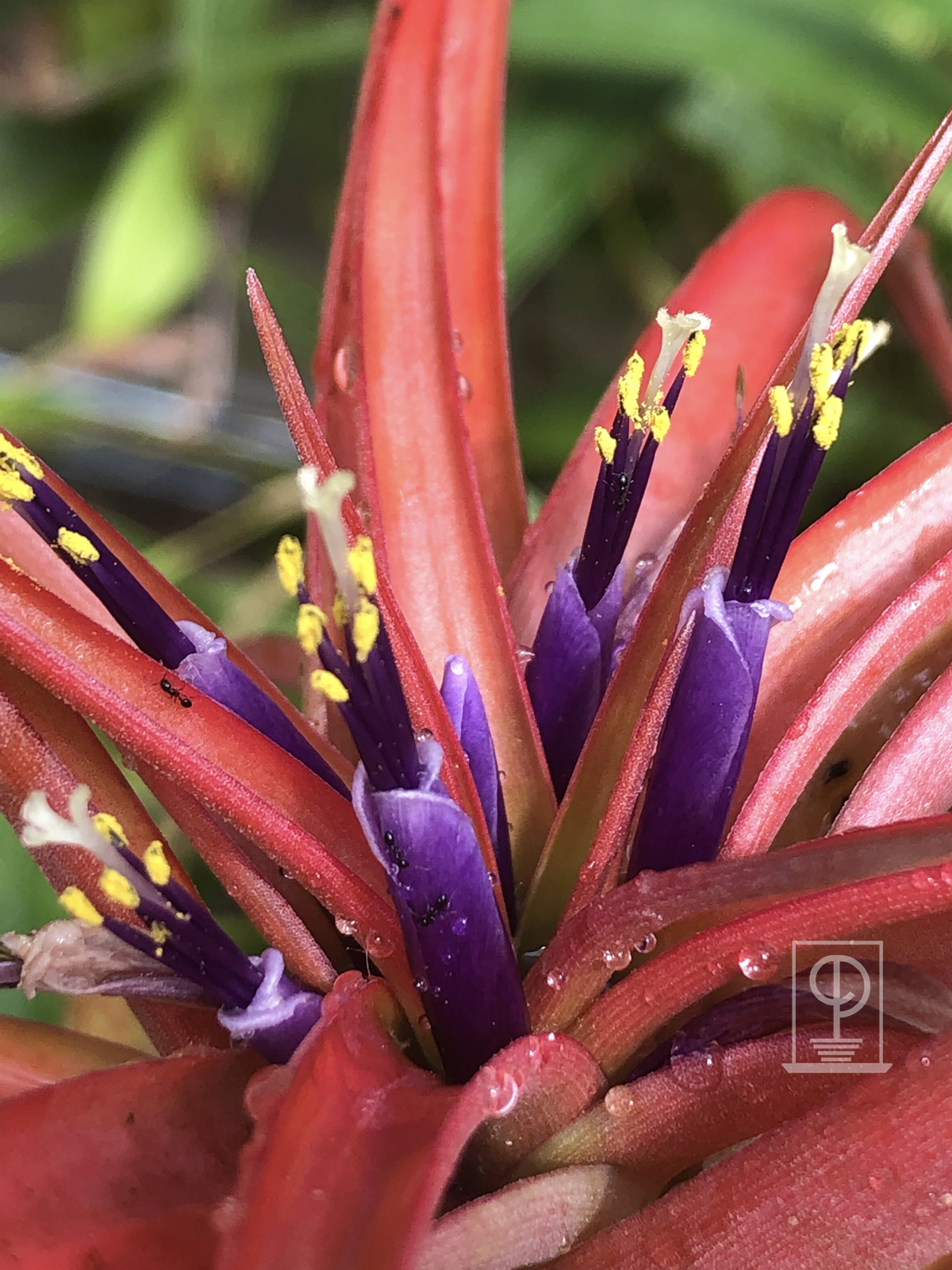 Tillandsia