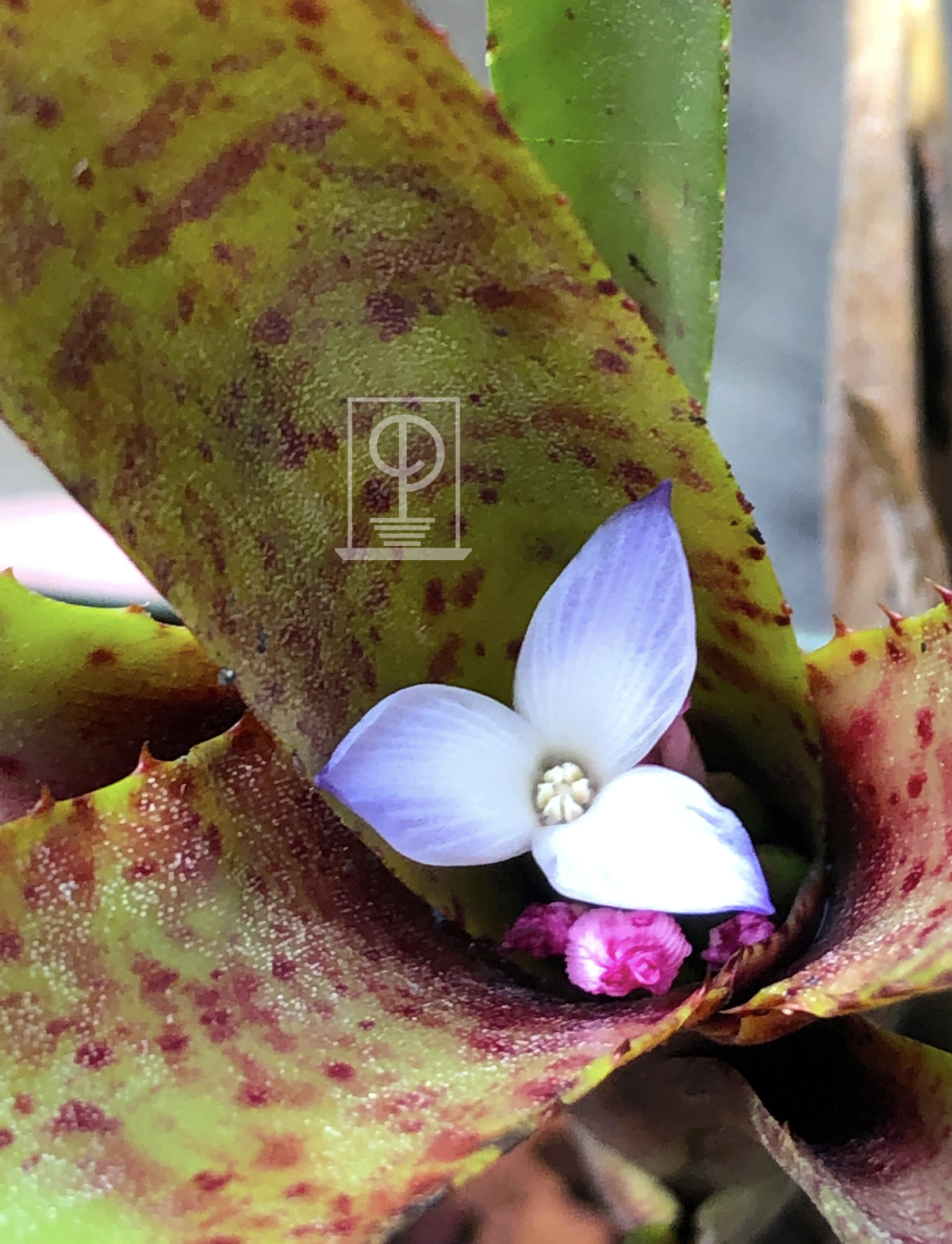 Neoregelia