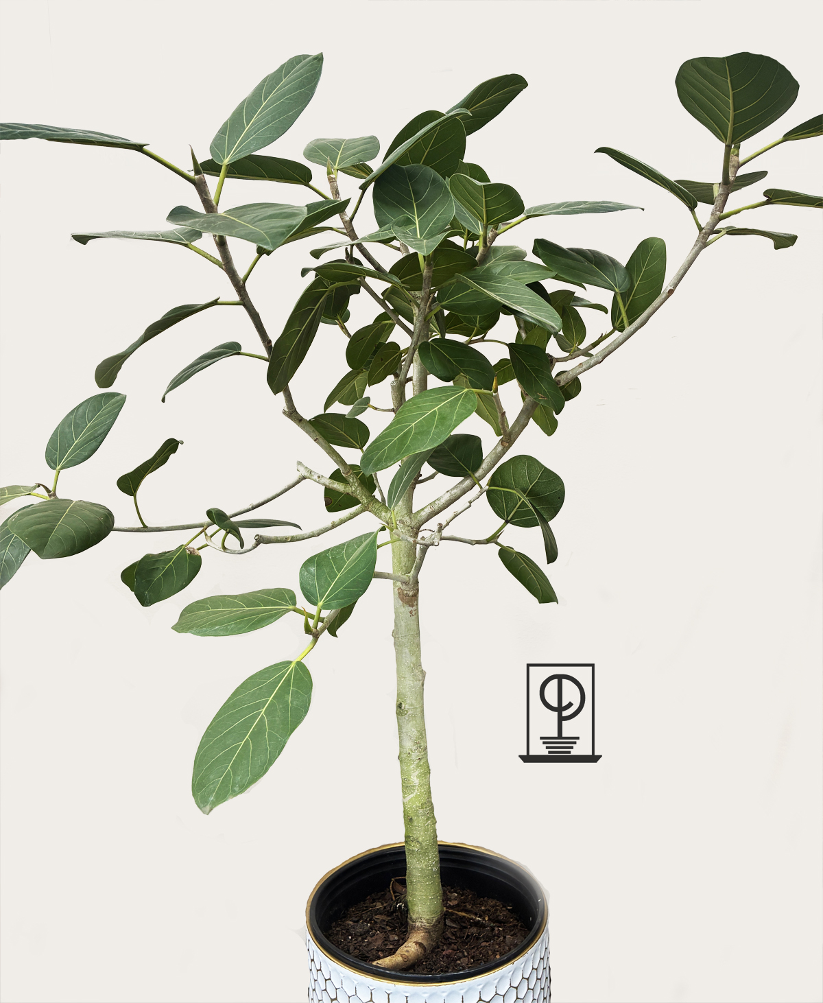 Ficus Audrey
