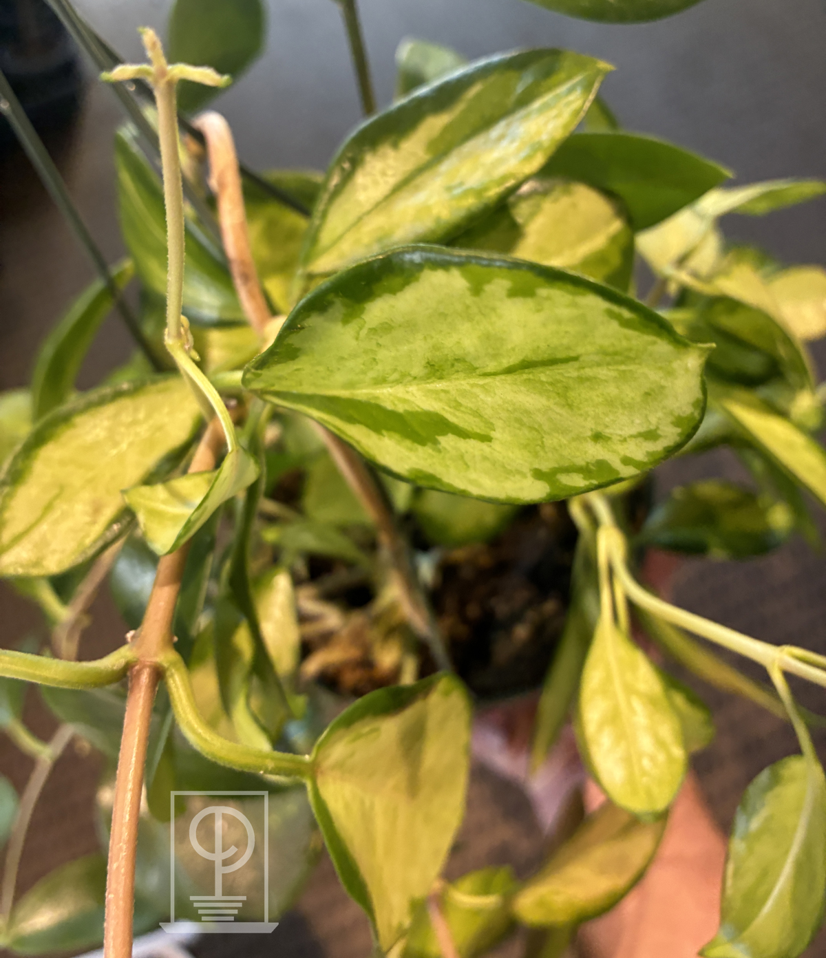 Hoya australis