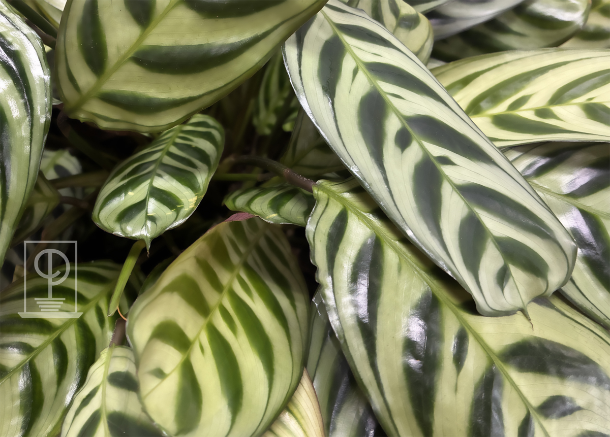Calathea Burle Marx