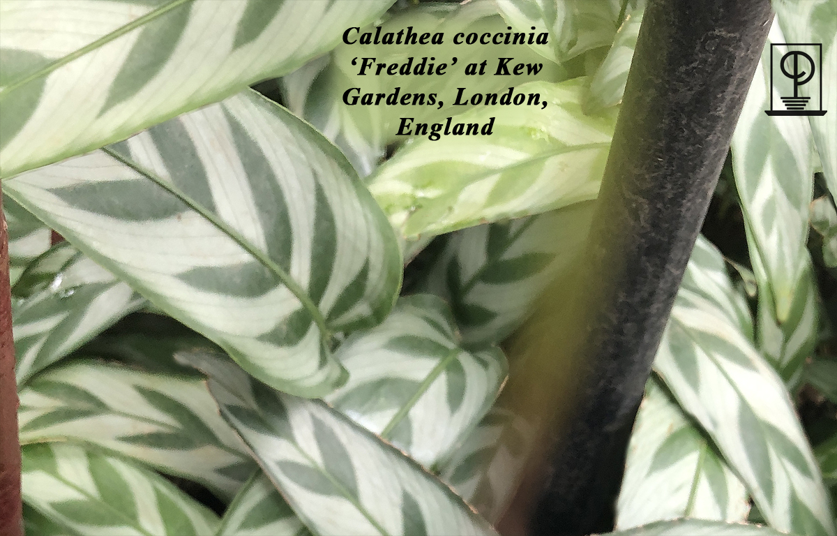 Calathea concinna