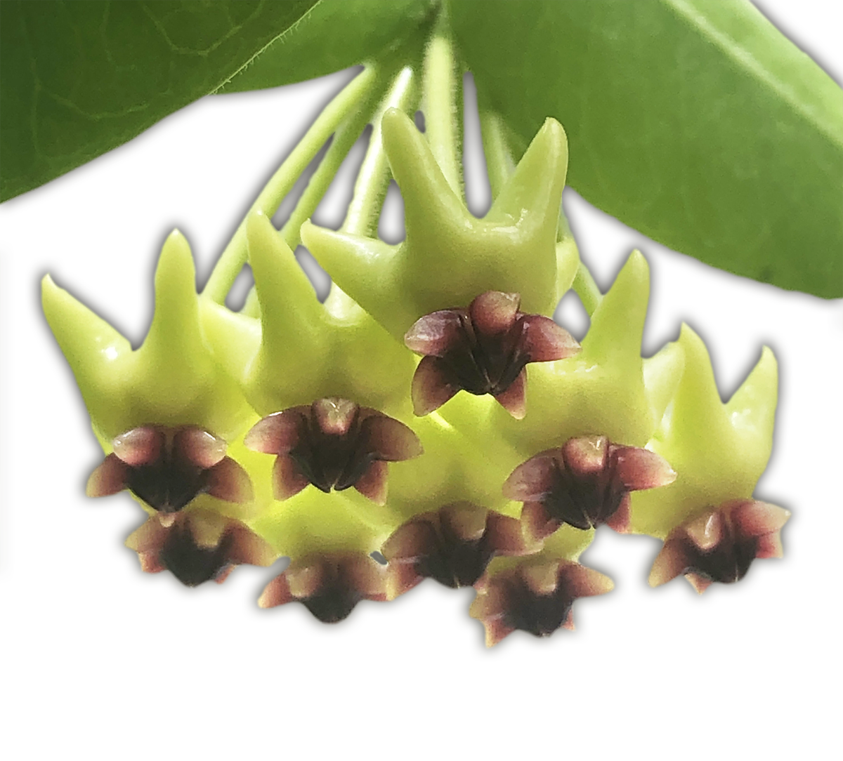 hoya