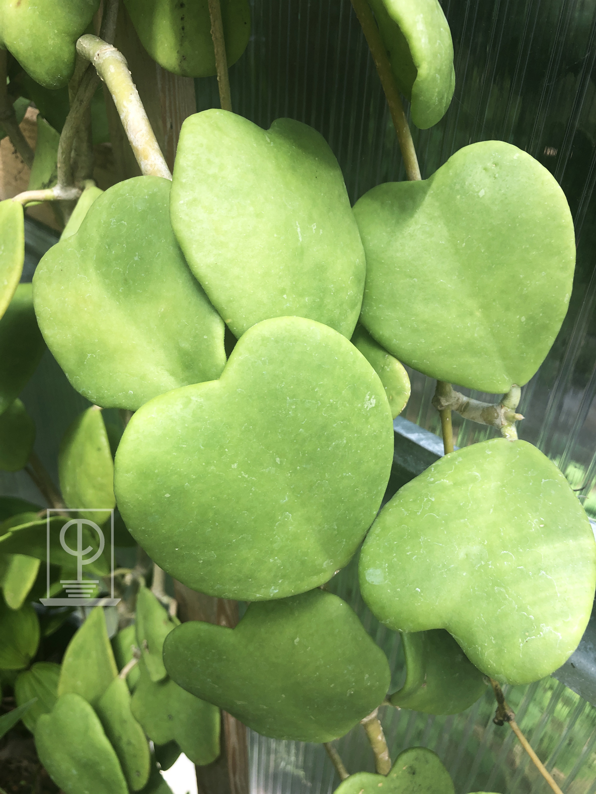 Hoya kerrii