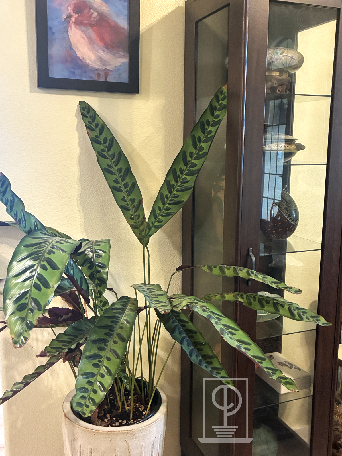 Calathea lancifolia