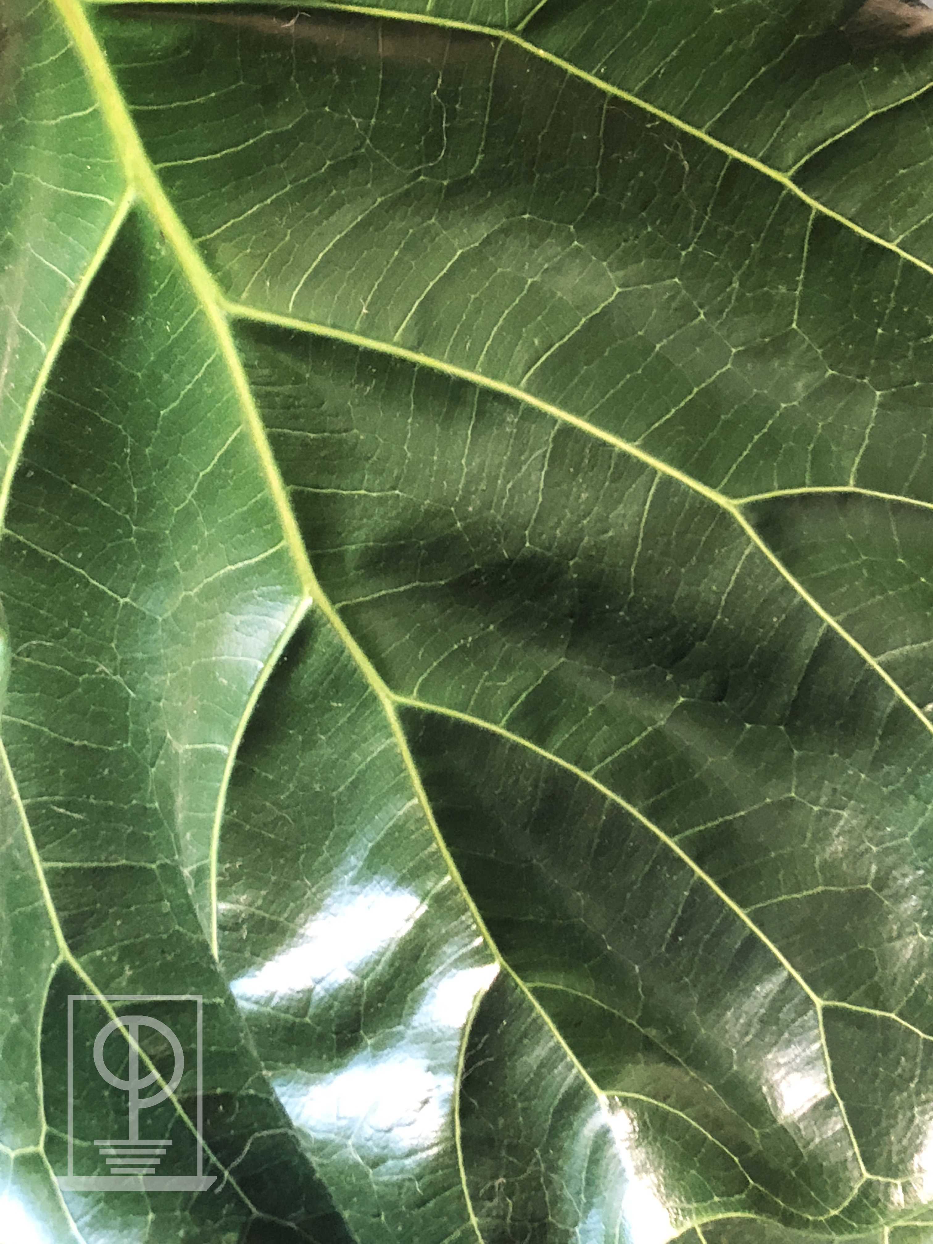 Ficus lyrata