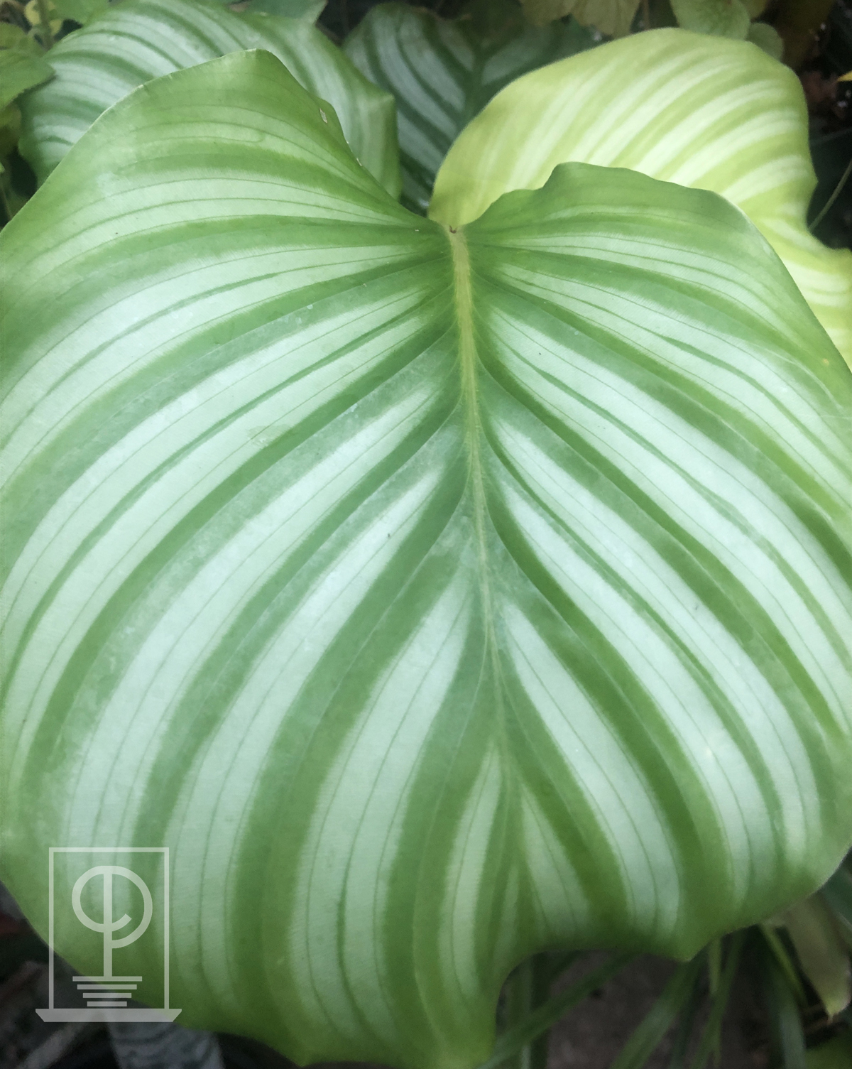 Calathea orbifolia