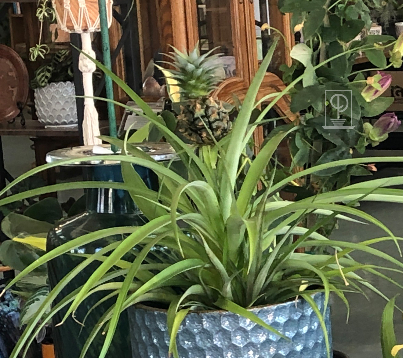 Aechmea