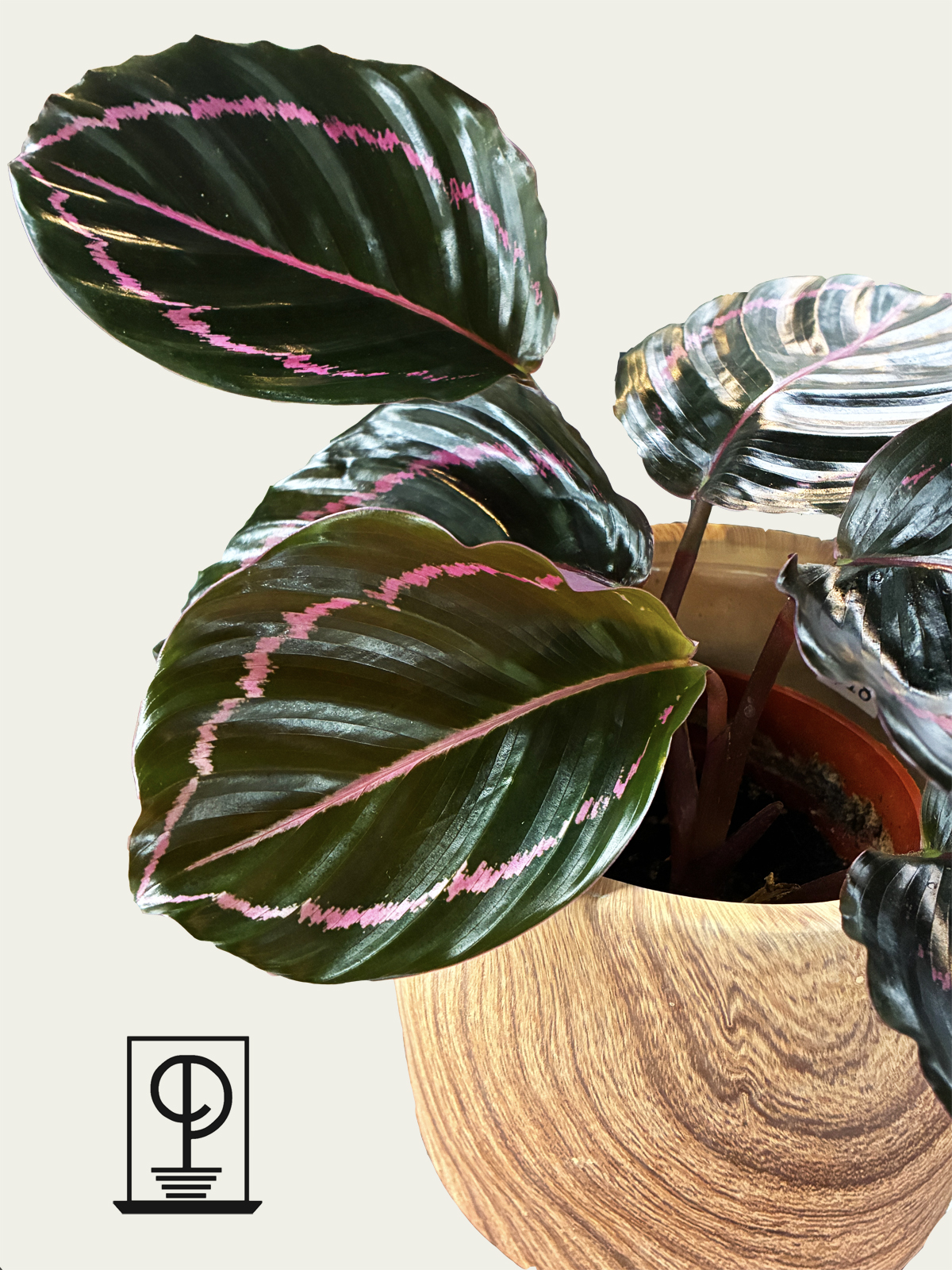 Calathea roseopicta Dottie