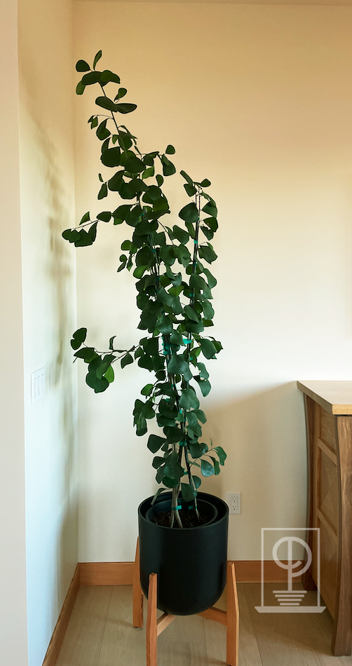 Ficus triangularis