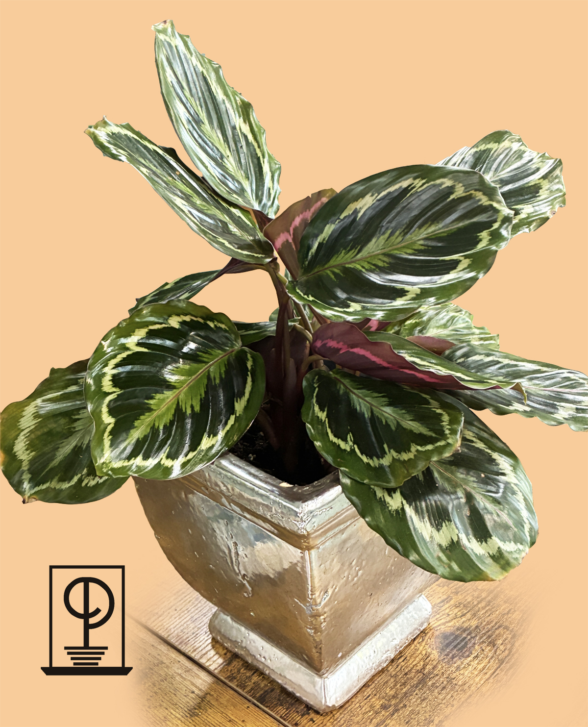 Calathea veitchiana