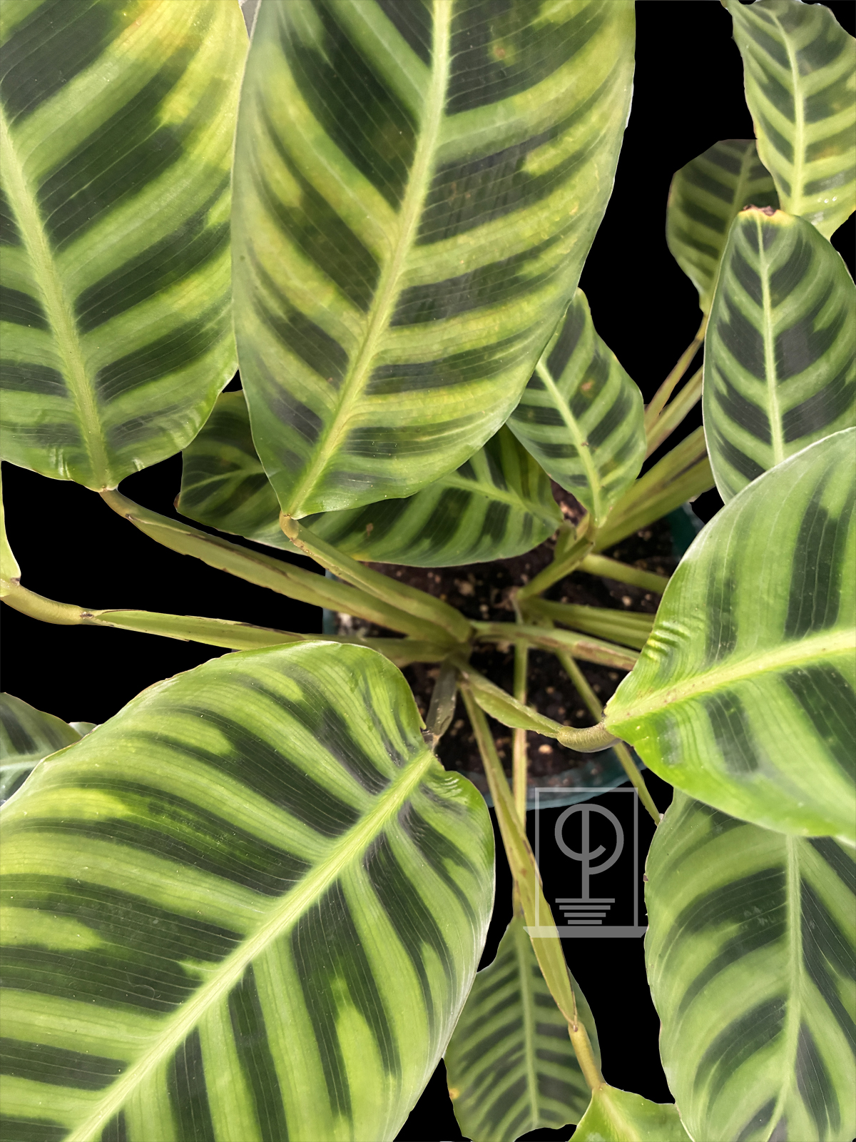 Calathea zebrina