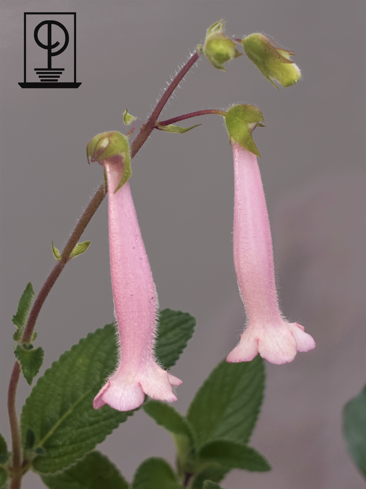 Sinningia