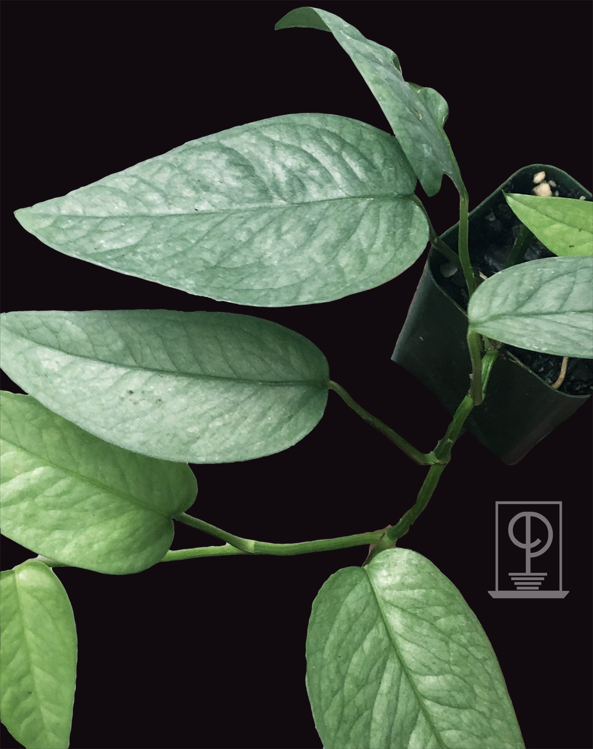 Epipremnum pinnatum