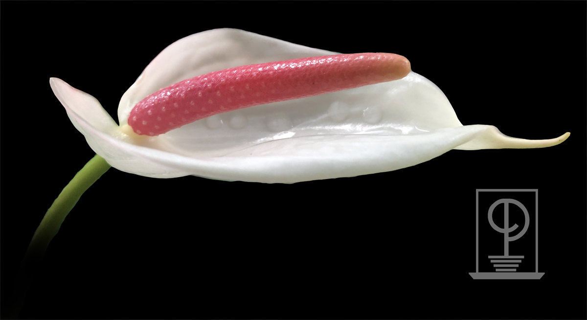 Anthurium andraeanum
