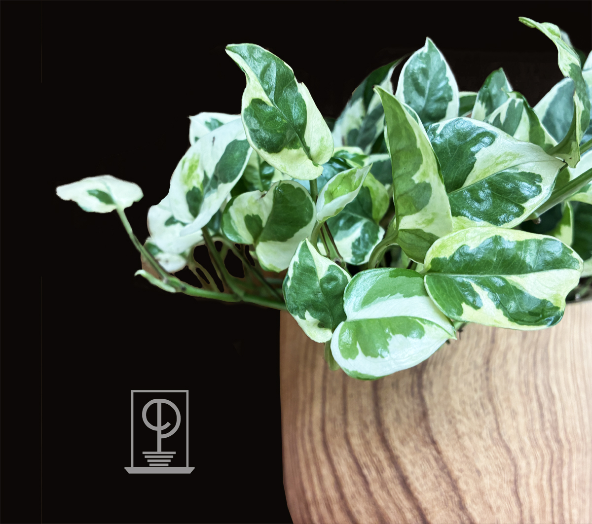 Epipremnum aureum