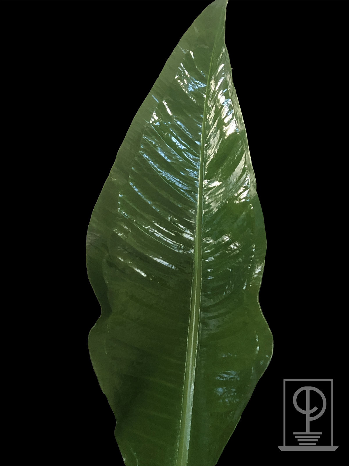 Anthurium hookeri