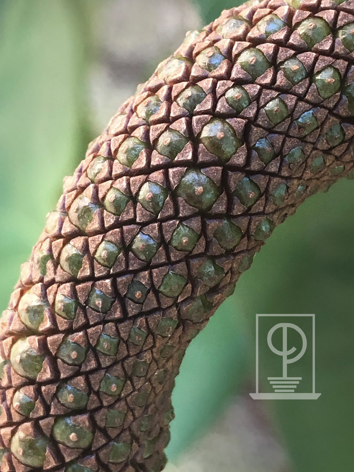 anthurium spadix