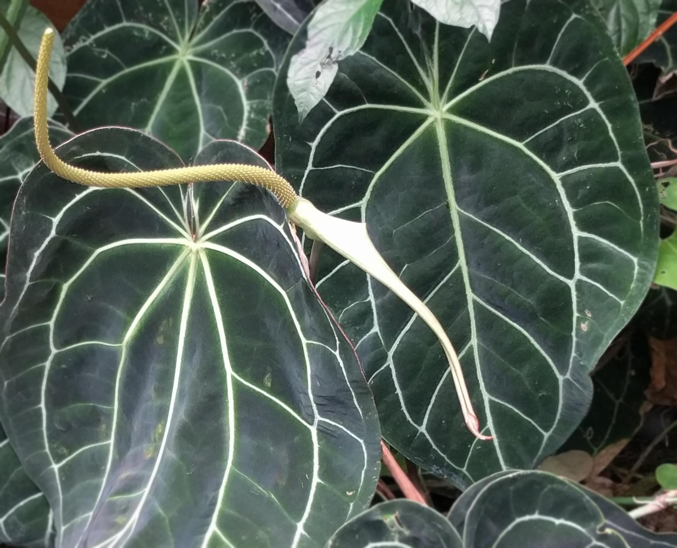 Anthurium crystallinum