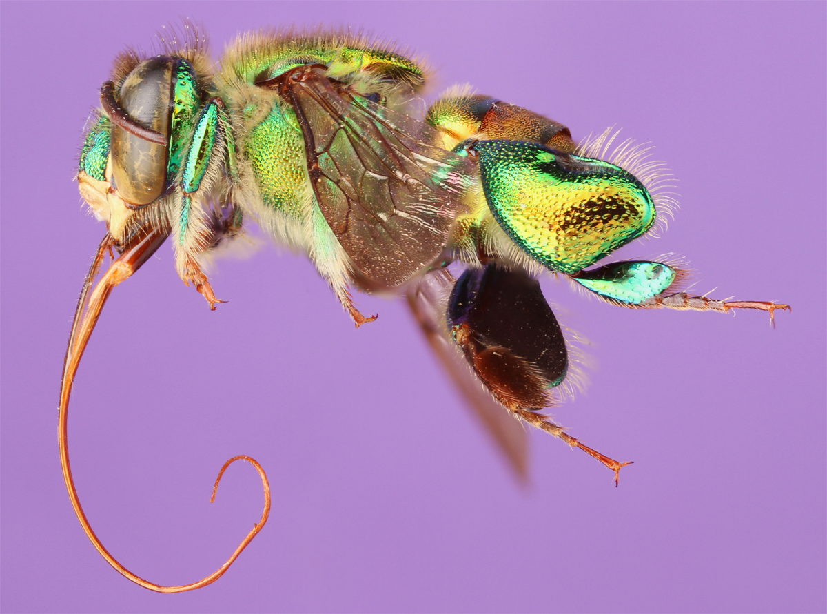 Euglossine bee
