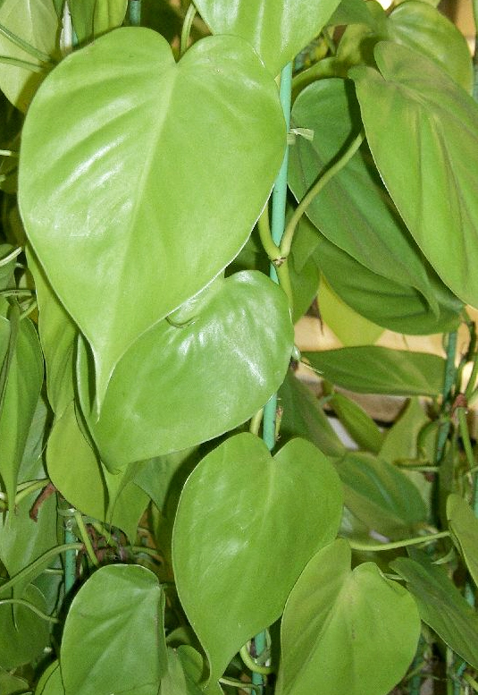 Philodendron hederaceum