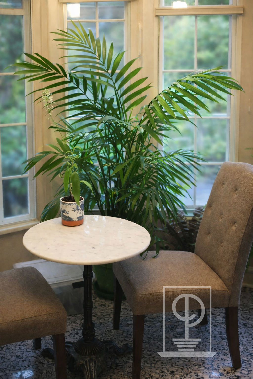 Parlor Palm