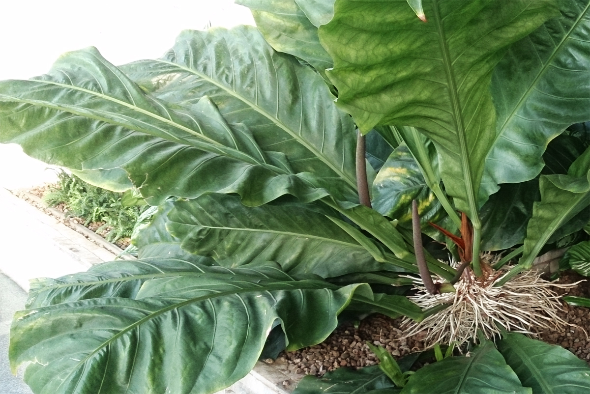 Anthurium plowmanii