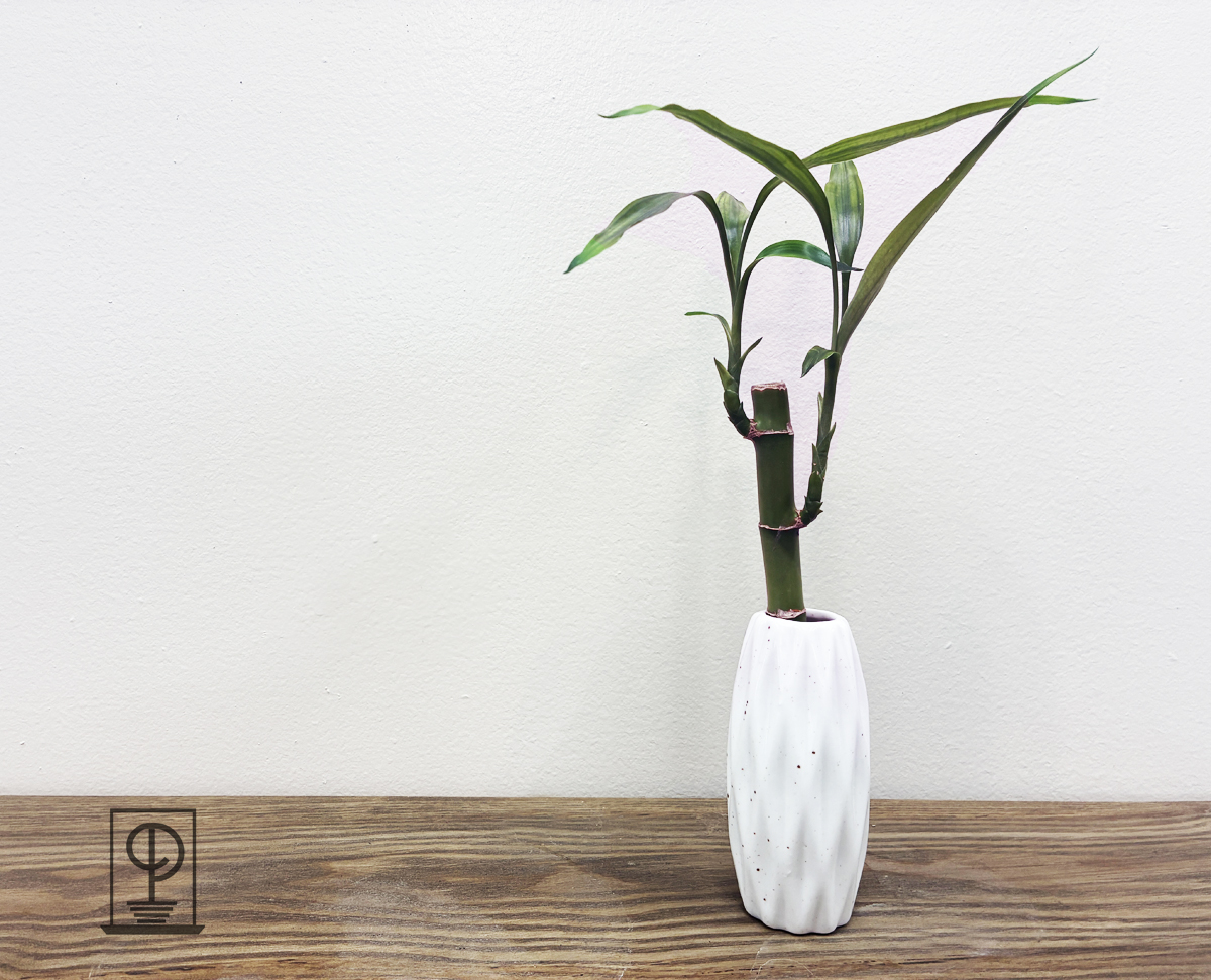 Dracaena sanderiana