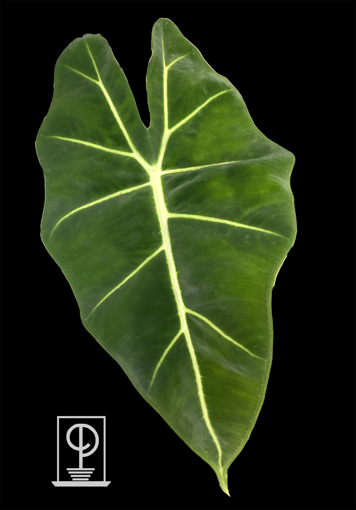 Alocasia micholitziana