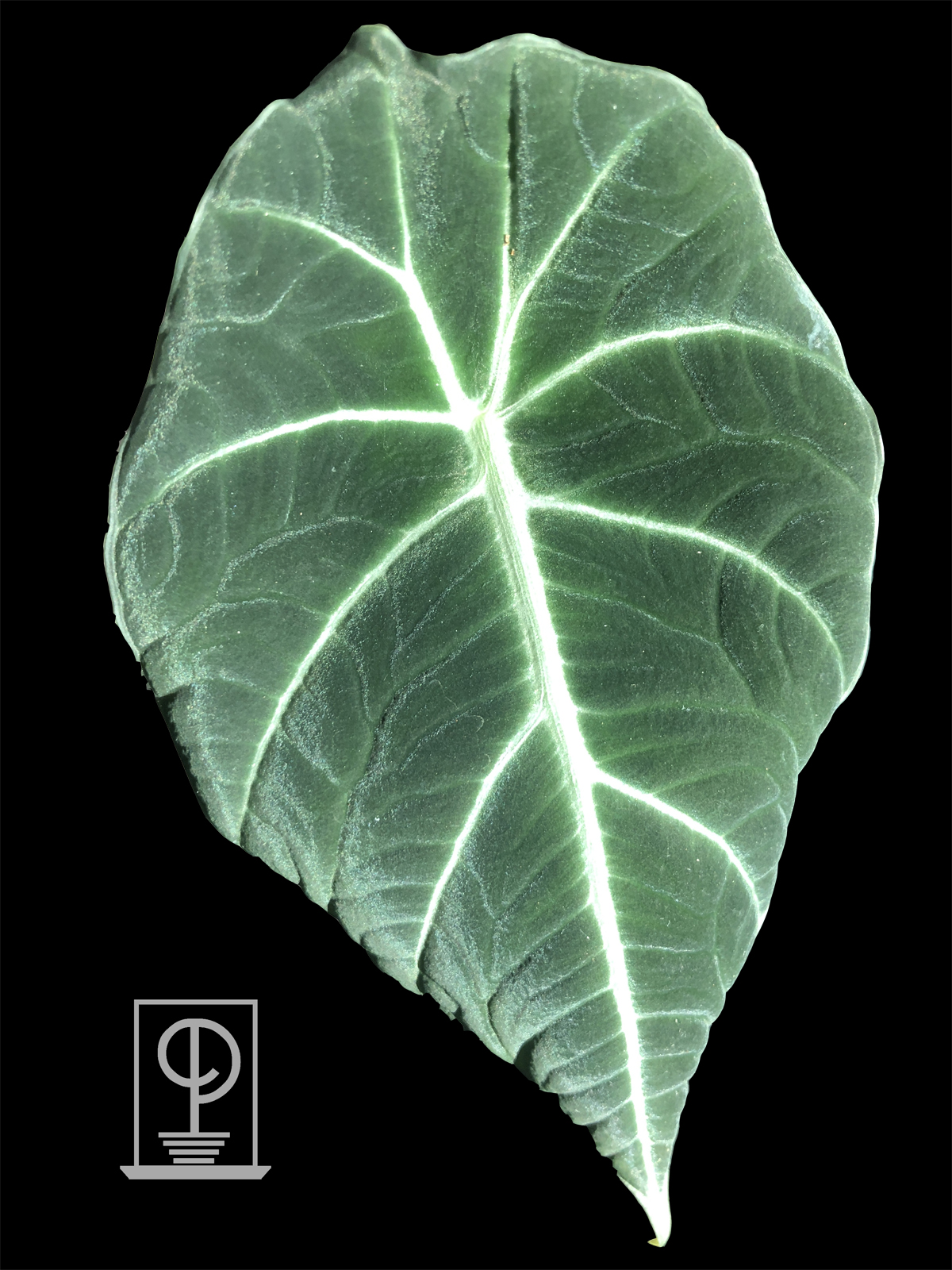 Alocasia Reginula