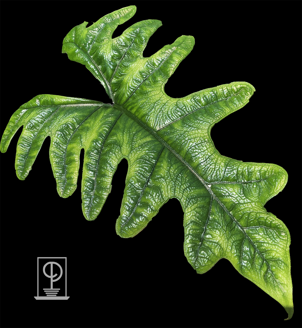 Alocasia tandurusa