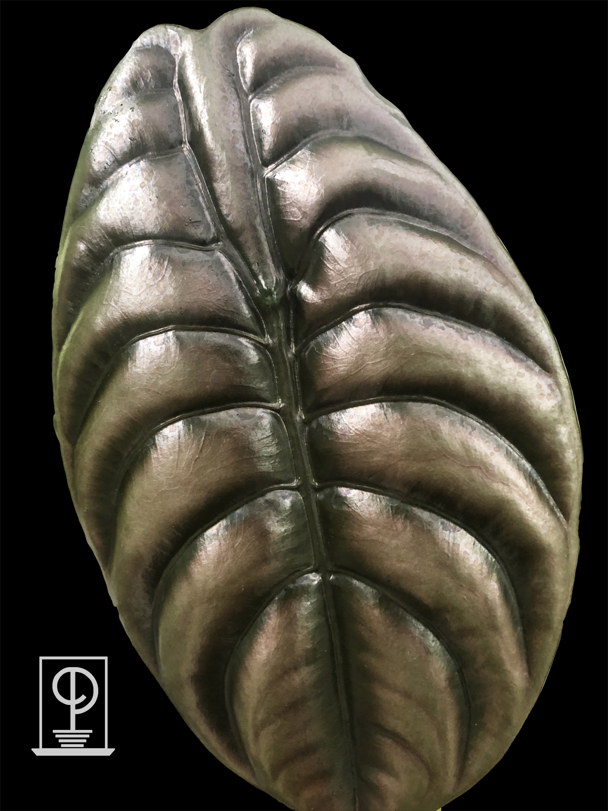 Alocasia Reginula