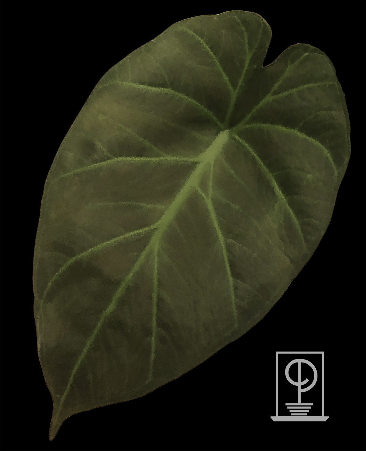 Alocasia Reginula