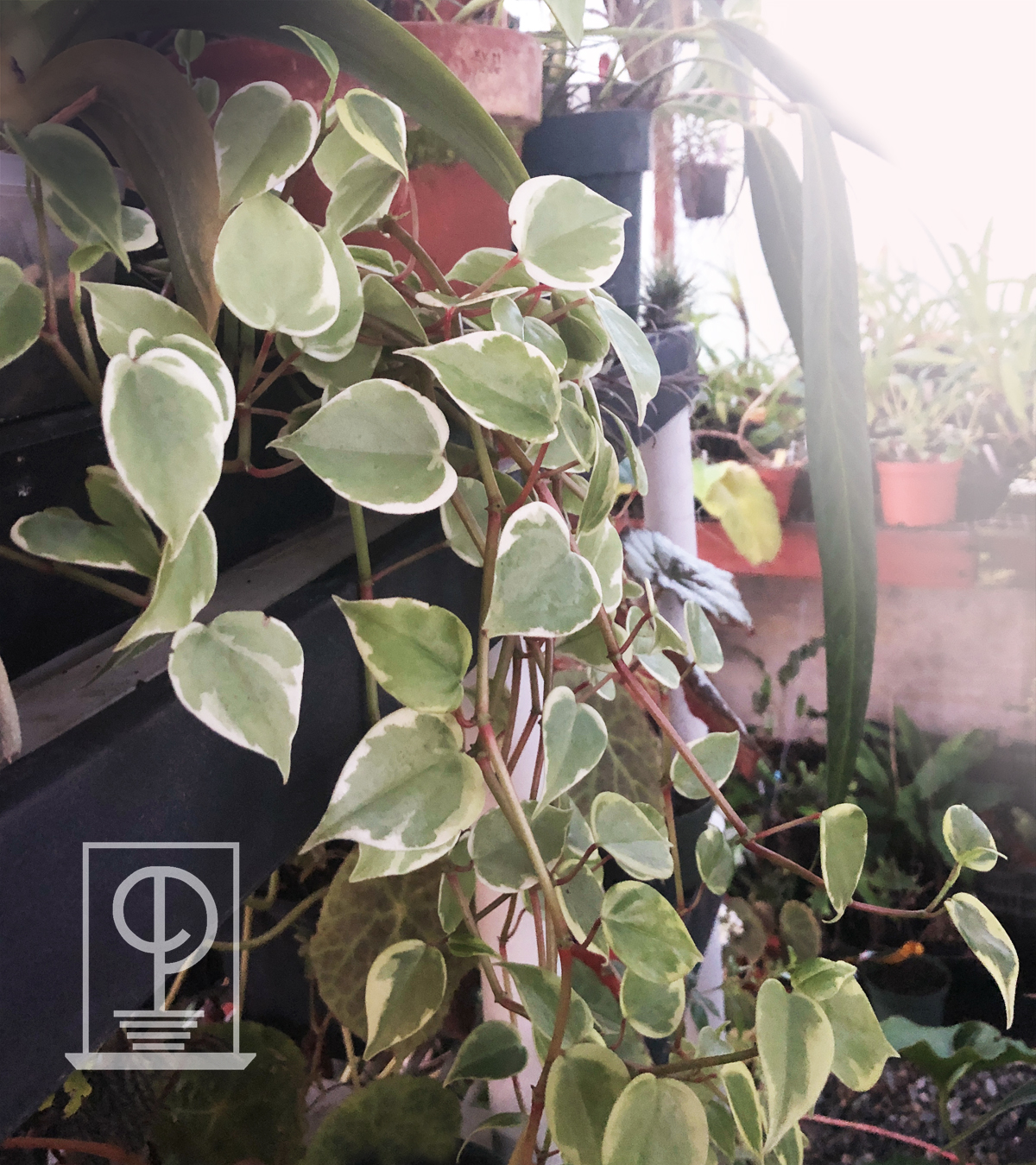 Peperomia scandens