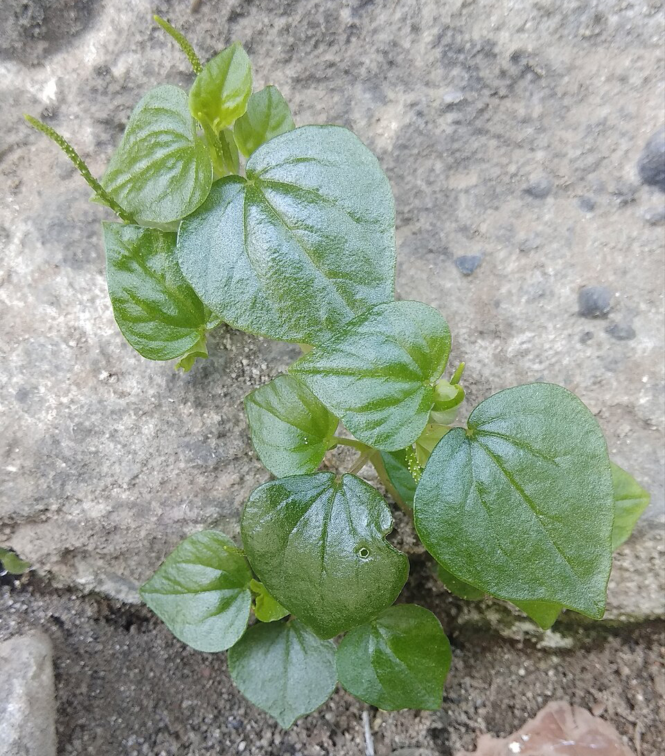 Peperomia pellucida